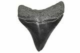 Juvenile Megalodon Tooth - South Carolina #359016-1